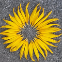 Ines Fahrer